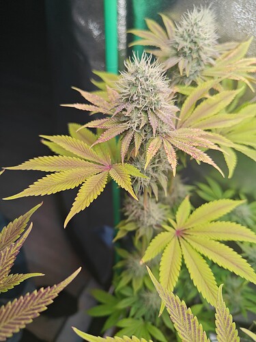 Growreport Bild 3