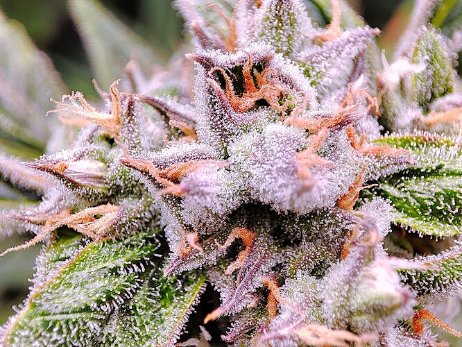 Growreport Bild 4