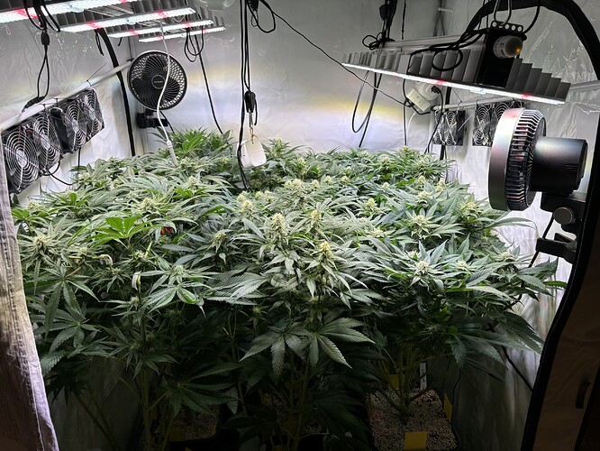 Growreport Bild 37