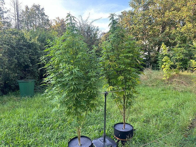 Growreport Bild 1