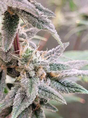 Growreport Bild 30