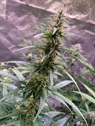 Growreport Bild 3
