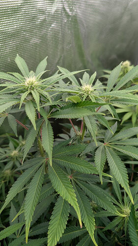 Growreport Bild 10