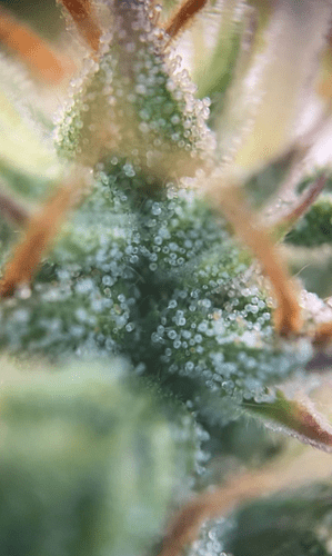 Trichome1