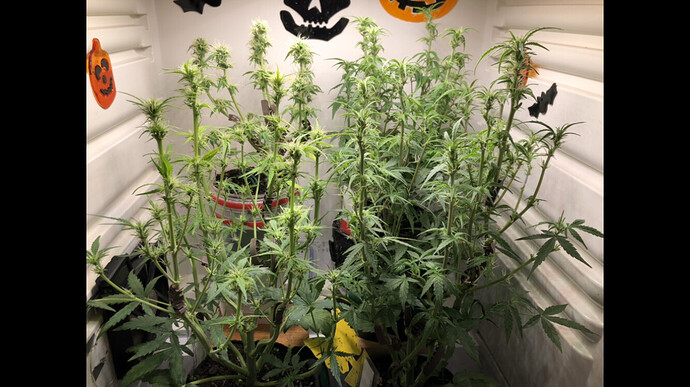 Growreport Bild 54