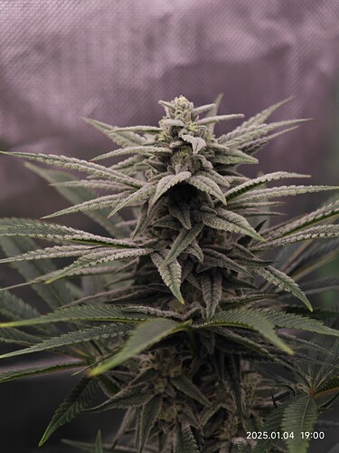 Growreport Bild 20