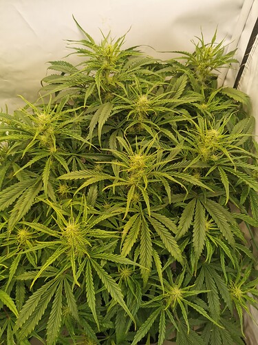 Growreport Bild 3