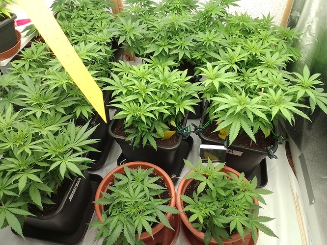 Growreport Bild 2