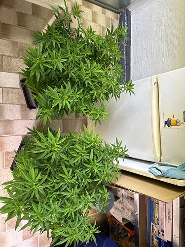 Growreport Bild 23