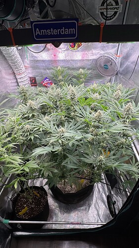 Growreport Bild 29
