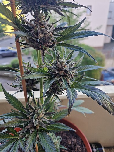 Growreport Bild 35
