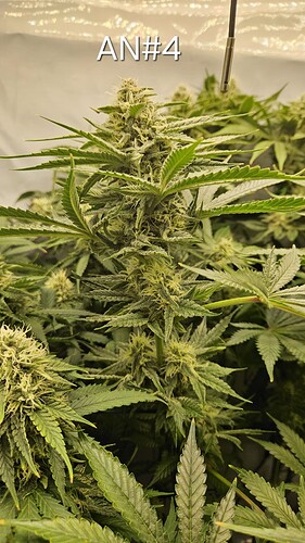 Growreport Bild 2