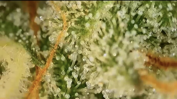 Growreport Bild 1