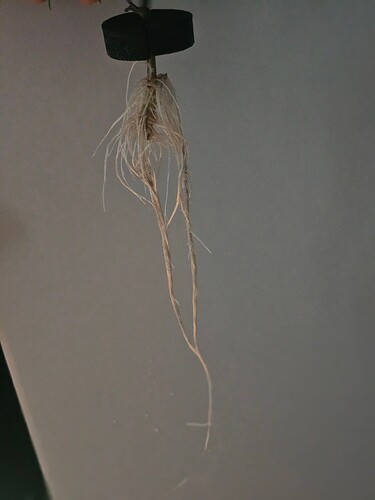 Growreport Bild 60