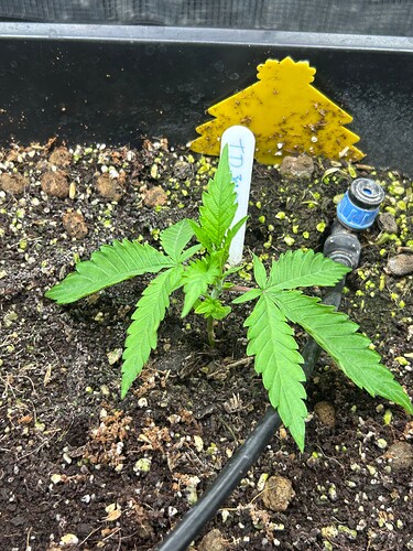 Growreport Bild 8