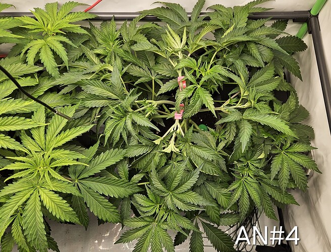 Growreport Bild 33