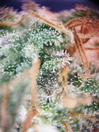 Growreport Bild 54