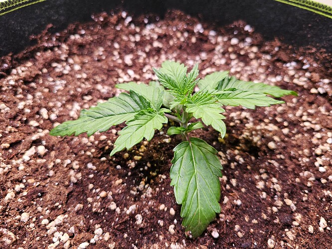 Growreport Bild 5