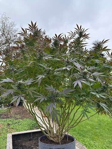 Growreport Bild 36