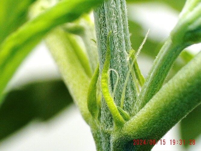 CHD00069