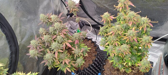 IMG_20251230_210507161_HDR