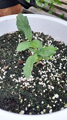 Growreport Bild 21