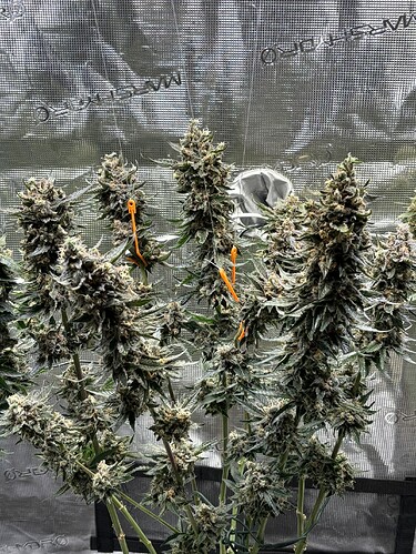 Growreport Bild 5