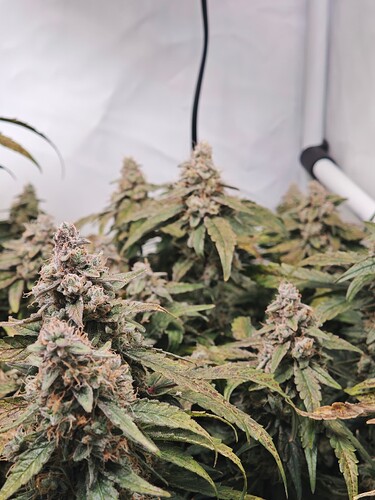 MVIMG_20251125_180912