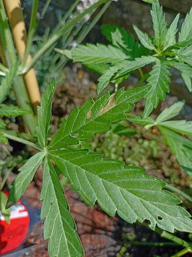 WhatsApp Bild 2025-07-02 um 11.26.25_900c9667