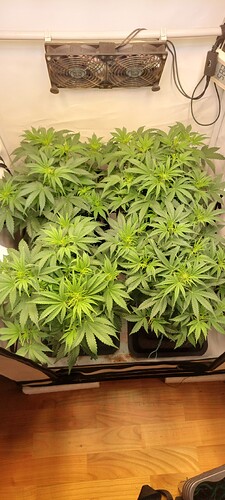 Growreport Bild 1