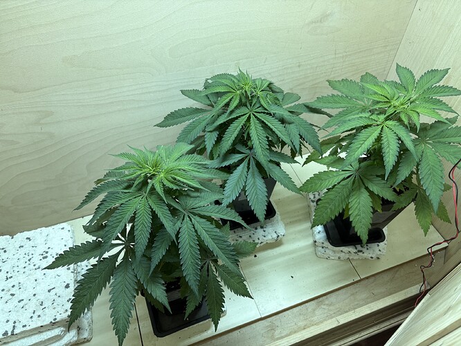 Growreport Bild 2