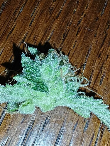 Growreport Bild 27