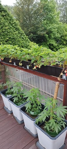 Growreport Bild 11