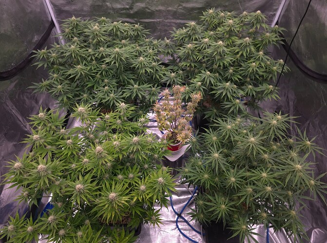 Growreport Bild 2