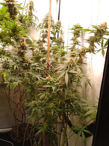 IMG_20240730_032601_947