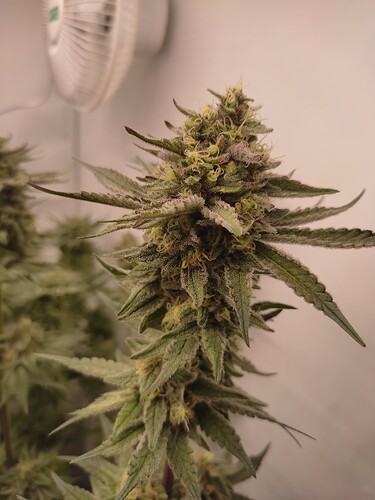 Growreport Bild 43