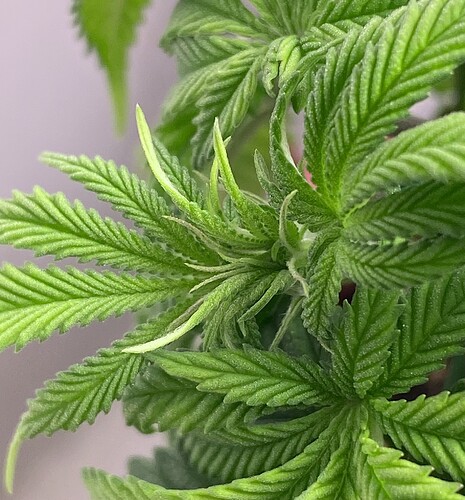Growreport Bild 34