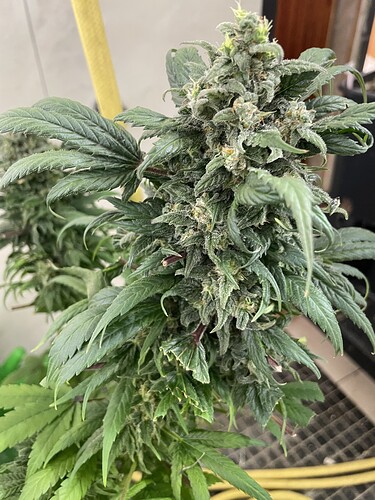 Growreport Bild 19