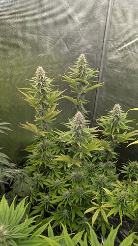 Growreport Bild 8