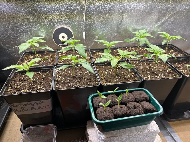 Growreport Bild 10