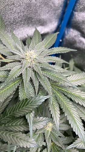 Growreport Bild 2
