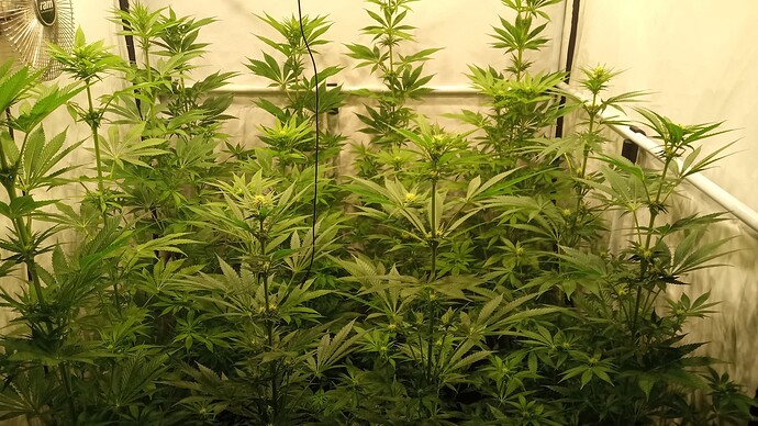 Growreport Bild 32