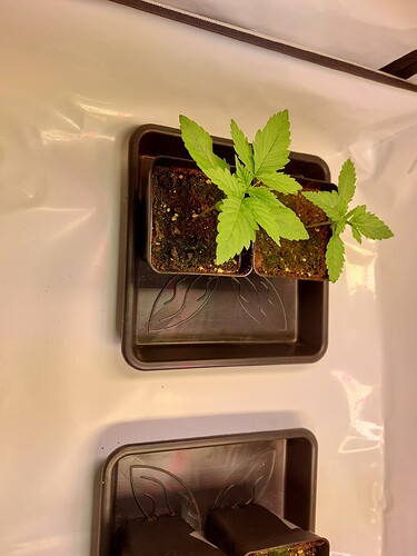 Growreport Bild 5