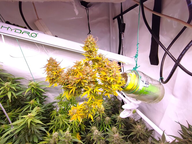 Growreport Bild 37