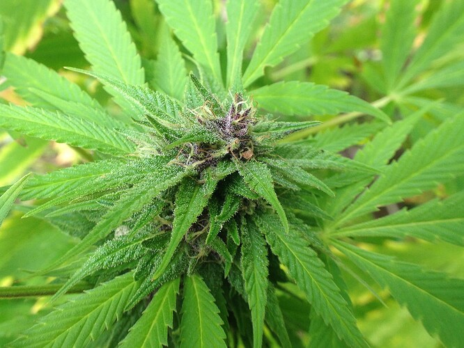 Grow25_1013b_07