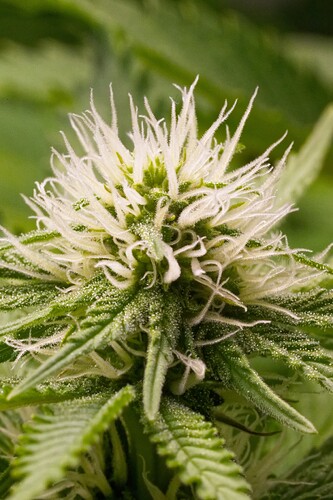 Growreport Bild 4