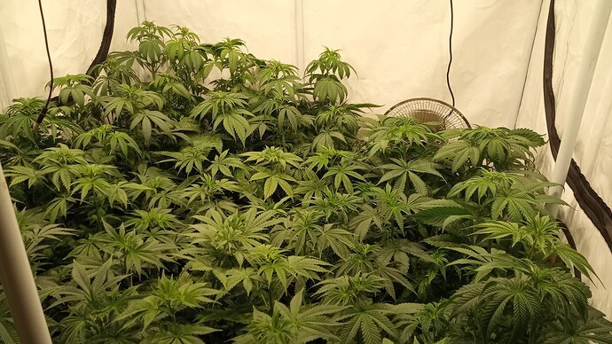 Growreport Bild 7