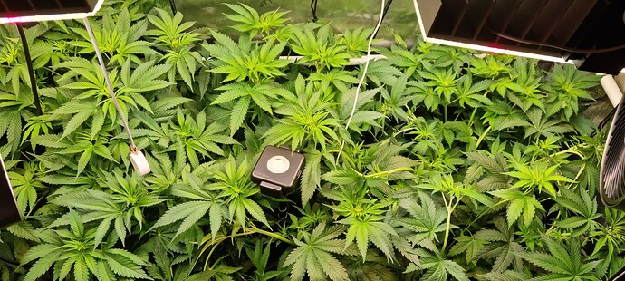 Growreport Bild 7