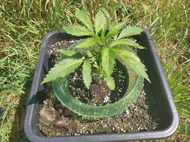 Growreport Bild 3