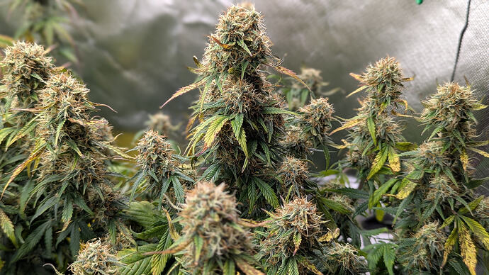 Growreport Bild 3